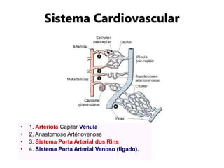 • 1. Arteríola Capilar Vênula
• 2. Anastomose Artériovenosa
• 3. Sistema Porta Arterial dos Rins
• 4. Sistema Porta Arterial Venoso (fígado).
Sistema Cardiovascular
 