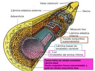 Túnica intima de células endoteliais
Lâmina basal
Tecido conjuntivo frouxo sub-endotelial, e
pode ter células musculares lisas
 