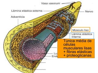 Túnica média de
células
musculares lisas
+ fibras elásticas
+ proteoglicanas
 