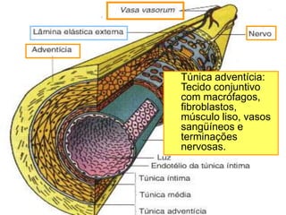 Túnica adventícia:
Tecido conjuntivo
com macrófagos,
fibroblastos,
músculo liso, vasos
sangüíneos e
terminações
nervosas.
 