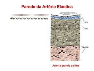 Parede da Artéria Elástica
Artéria grande calibre
 