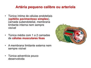 Artéria pequeno calibre ou arteríola
• Túnica íntima de células endoteliais
(epitélio pavimentoso simples),
camada subendotelial, membrana
limitante interna nem sempre
visível
• Túnica média com 1 a 2 camadas
de células musculares lisas
• A membrana limitante externa nem
sempre visível
• Túnica adventícia pouco
desenvolvida
 