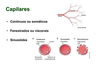 Capilares
• Contínuos ou somáticos
• Fenestrados ou viscerais
• Sinusóides
 