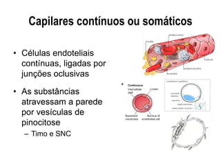 Capilares contínuos ou somáticos
• Células endoteliais
contínuas, ligadas por
junções oclusivas
• As substâncias
atravessam a parede
por vesículas de
pinocitose
– Timo e SNC
 