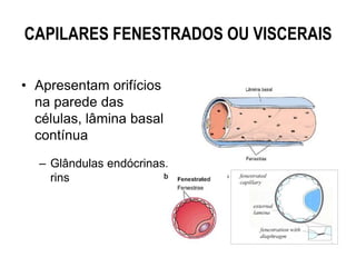 CAPILARES FENESTRADOS OU VISCERAIS
• Apresentam orifícios
na parede das
células, lâmina basal
contínua
– Glândulas endócrinas,
rins
 