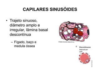 CAPILARES SINUSÓIDES
• Trajeto sinuoso,
diâmetro amplo e
irregular, lâmina basal
descontínua
– Fígado, baço e
medula óssea
 