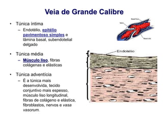 Veia de Grande Calibre
• Túnica íntima
– Endotélio, epitélio
pavimentoso simples e
lâmina basal, subendotelial
delgado
• Túnica média
– Músculo liso, fibras
colágenas e elásticas
• Túnica adventícia
– É a túnica mais
desenvolvida, tecido
conjuntivo mais espesso,
músculo liso longitudinal,
fibras de colágeno e elástica,
fibroblastos, nervos e vasa
vasorum.
 
