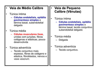 • Veia de Médio Calibre
• Túnica íntima
– Células endoteliais, epitélio
pavimentoso simples e
lâmina basal, subendotelial
delgado
• Túnica média
– Células musculares lisas,
unidas com junções, fibras
colágenas e elásticas, pouco
desenvolvida
• Túnica adventícia
– Tecido conjuntivo mais
espesso, fibras de colágeno e
elástica, fibroblastos, nervos e
vasa vasorum.
• Veia de Pequeno
Calibre (Vênulas)
• Túnica íntima
– Células endoteliais, epitélio
pavimentoso simples e
lâmina basal, tecido conjuntivo
subendotelial delgado
• Túnica média
– Delgada
• Túnica adventícia
– Tecido conjuntivo.
 
