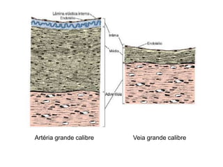 Artéria grande calibre Veia grande calibre
 