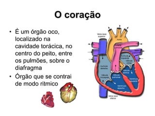 O coração
• É um órgão oco,
localizado na
cavidade torácica, no
centro do peito, entre
os pulmões, sobre o
diafragma
• Órgão que se contrai
de modo ritmico
 