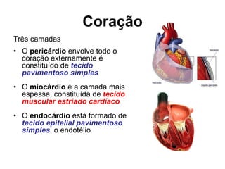 Coração
Três camadas
• O pericárdio envolve todo o
coração externamente é
constituído de tecido
pavimentoso simples
• O miocárdio é a camada mais
espessa, constituída de tecido
muscular estriado cardíaco
• O endocárdio está formado de
tecido epitelial pavimentoso
simples, o endotélio
 