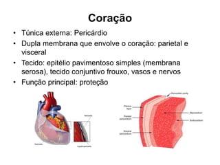 Coração
• Túnica externa: Pericárdio
• Dupla membrana que envolve o coração: parietal e
visceral
• Tecido: epitélio pavimentoso simples (membrana
serosa), tecido conjuntivo frouxo, vasos e nervos
• Função principal: proteção
 