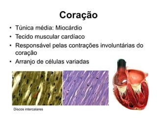 Coração
• Túnica média: Miocárdio
• Tecido muscular cardíaco
• Responsável pelas contrações involuntárias do
coração
• Arranjo de células variadas
Discos intercalares
 