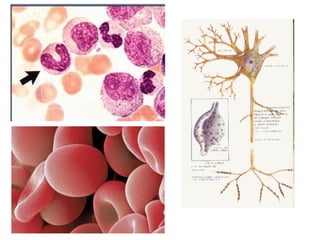 Histologia Celula