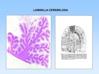 LAMINILLA CEREBELOSA
 