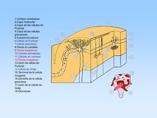 1.Corteza cerebelosa
2.Capa molecular
3.Capa de las células de
Purkinje
4.Capa de las células
granulosas
5.Substancia blanca
6.Célula de Purkinje
7.Célula granulosa
8.Fibras en paralelo
9.Fibras trepadoras
10.Células estrelladas
11.Células en canasto
12.Fibras musgosas
13.Axón de célula de
Purkinje
14.Célula de Golgi
15.Terminal de la célula
musgosa
16.Dendrita de la célula
granulosa
17.Axón de la célula de
Golgi
18.Glomérulo
 