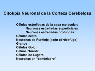 Citotipia Neuronal de la Corteza Cerebelosa

      Células estrelladas de la capa molecular:
            Neuronas estrelladas superficiales
            Neuronas estrelladas profundas
      Células cesto
      Neuronas de Purkinje (axón córticofugo)
      Granos
      Células Golgi
      Céluas “brush”
      Células de Lugaro
      Neuronas en “candelabro”
 