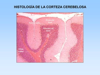 HISTOLOGÍA DE LA CORTEZA CEREBELOSA
 