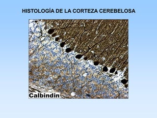 HISTOLOGÍA DE LA CORTEZA CEREBELOSA
 