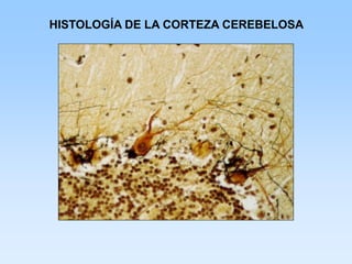 HISTOLOGÍA DE LA CORTEZA CEREBELOSA
 