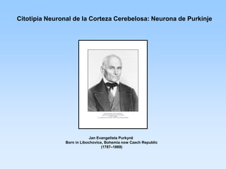 Citotipia Neuronal de la Corteza Cerebelosa: Neurona de Purkinje




                            Jan Evangelista Purkynë
               Born in Libochovice, Bohemia now Czech Republic
                                  (1787–1869)
 