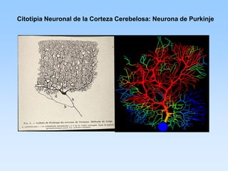Citotipia Neuronal de la Corteza Cerebelosa: Neurona de Purkinje
 