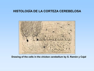 HISTOLOGÍA DE LA CORTEZA CEREBELOSA




Drawing of the cells in the chicken cerebellum by S. Ramón y Cajal
 