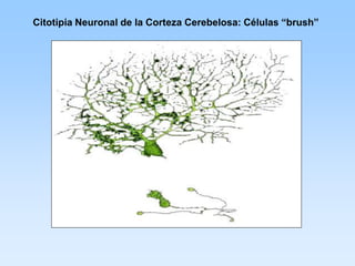 Citotipia Neuronal de la Corteza Cerebelosa: Células “brush”
 
