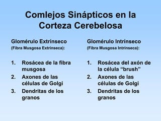 Comlejos Sinápticos en la
         Corteza Cerebelosa
Glomérulo Extrínseco          Glomérulo Intrínseco
(Fibra Musgosa Extrínseca):   (Fibra Musgosa Intrínseca):


1.   Rosácea de la fibra      1.   Rosácea del axón de
     musgosa                       la célula “brush”
2.   Axones de las            2.   Axones de las
     células de Golgi              células de Golgi
3.   Dendritas de los         3.   Dendritas de los
     granos                        granos
 