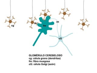 ax
         dr
cg              fm




                             cG




     GLOMÉRULO CEREBELOSO
     cg: célula grano (dendritas)
     fm: fibra musgosa
     cG: célula Golgi (axón)
 