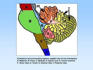 Cerebellum and surrounding regions; sagittal view of one hemisphere
A: Midbrain. B: Pons. C: Medulla. D: Spinal cord. E: Fourth ventricle
F: Arbor vitae. G: Tonsil. H: Anterior lobe. I: Posterior lobe.
 