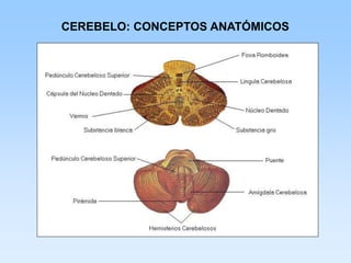 CEREBELO: CONCEPTOS ANATÓMICOS
 