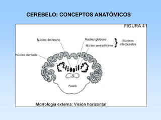 CEREBELO: CONCEPTOS ANATÓMICOS
 