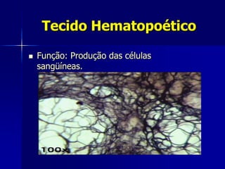 Tecido Hematopoético

   Função: Produção das células
    sangüíneas.
 
