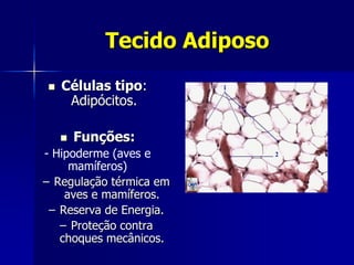 Tecido Adiposo
   Células tipo:
     Adipócitos.

       Funções:
- Hipoderme (aves e
     mamíferos)
– Regulação térmica em
    aves e mamíferos.
 – Reserva de Energia.
   – Proteção contra
   choques mecânicos.
 