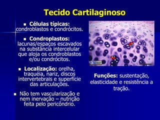 Tecido Cartilaginoso
     Células típicas:
        
condroblastos e condrócitos.
        Condroplastos:
    lacunas/espaços escavados
     na substância intercelular
     que aloja os condroblastos
         e/ou condrócitos.
      Localização: orelha,
       traquéia, nariz, discos       Funções: sustentação,
    intervertebrais e superfície
          das articulações.        elasticidade e resistência a
                                              tração.
   Não tem vascularização e
    nem inervação – nutrição
     feita pelo pericôndrio.
 