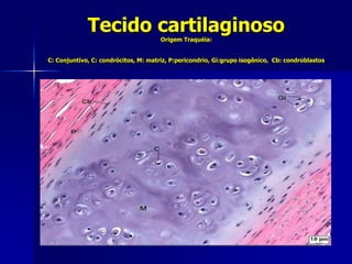 Tecido cartilaginoso
                                      Origem Traquéia:


C: Conjuntivo, C: condrócitos, M: matriz, P:pericondrio, Gi:grupo isogênico, Cb: condroblastos
 