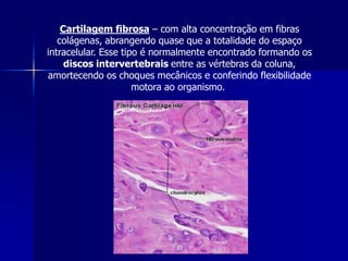 Cartilagem fibrosa – com alta concentração em fibras
   colágenas, abrangendo quase que a totalidade do espaço
intracelular. Esse tipo é normalmente encontrado formando os
     discos intervertebrais entre as vértebras da coluna,
amortecendo os choques mecânicos e conferindo flexibilidade
                      motora ao organismo.
 
