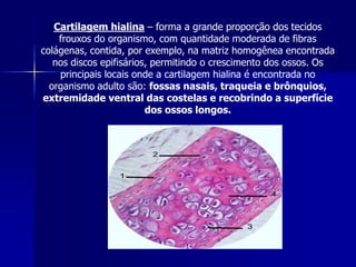 Cartilagem hialina – forma a grande proporção dos tecidos
    frouxos do organismo, com quantidade moderada de fibras
colágenas, contida, por exemplo, na matriz homogênea encontrada
   nos discos epifisários, permitindo o crescimento dos ossos. Os
    principais locais onde a cartilagem hialina é encontrada no
  organismo adulto são: fossas nasais, traqueia e brônquios,
extremidade ventral das costelas e recobrindo a superfície
                         dos ossos longos.
 