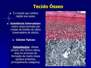 Tecido Ósseo
         É o tecido que confere
            rigidez aos ossos.

       Substância Intercelular:
         matriz óssea formada por
        cristais de fosfato de cálcio
          (reservatório de cálcio).

            Células Típicas:

    -     Osteoblastos: células
        jovens, com forma cúbica,
           atua no processo de
        formação da matriz óssea
            (produz proteínas,
        principalmente colágeno);
 