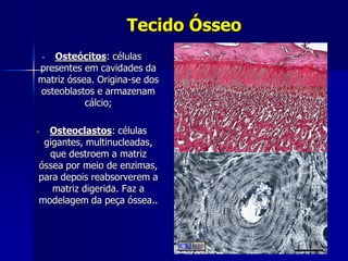 Tecido Ósseo
   Osteócitos: células
    -
presentes em cavidades da
matriz óssea. Origina-se dos
osteoblastos e armazenam
           cálcio;

- Osteoclastos: células
 gigantes, multinucleadas,
  que destroem a matriz
óssea por meio de enzimas,
para depois reabsorverem a
   matriz digerida. Faz a
modelagem da peça óssea..
 