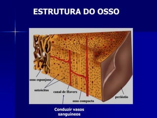 ESTRUTURA DO OSSO




    Conduzir vasos
     sanguíneos
 