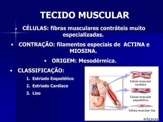 TECIDO MUSCULAR
 •   CÉLULAS: fibras musculares contráteis muito
                   especializadas.
• CONTRAÇÃO: filamentos especiais de ACTINA e
                  MIOSINA.
                • ORIGEM: Mesodérmica.
• CLASSIFICAÇÃO:
      1. Estriado Esquelético
      2. Estriado Cardíaco
      3. Liso
 