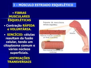 I – MÚSCULO ESTRIADO ESQUELÉTICO

    • FIBRAS
   MUSCULARES
  ESQUELÉTICAS
• Contração RÁPIDA
   e VOLUNTÁRIA.
• SINCÍCIO: células
 resultam da fusão
  celular, tendo um
citoplasma comum e
    vários núcleos
     superficiais.
   •ESTRIAÇÕES
  TRANSVERSAIS
 