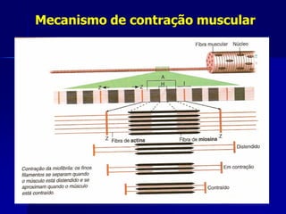 Mecanismo de contração muscular
 