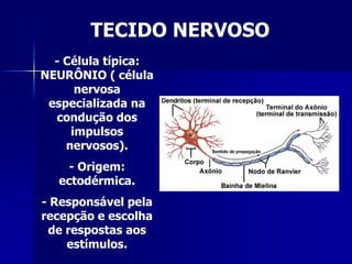 TECIDO NERVOSO
  - Célula típica:
NEURÔNIO ( célula
      nervosa
 especializada na
  condução dos
     impulsos
    nervosos).
    - Origem:
  ectodérmica.
- Responsável pela
recepção e escolha
 de respostas aos
    estímulos.
 