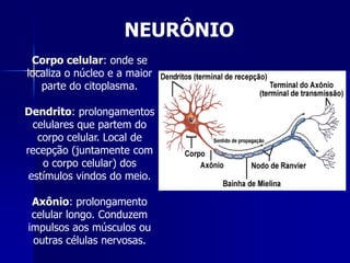 NEURÔNIO
 Corpo celular: onde se
localiza o núcleo e a maior
   parte do citoplasma.

Dendrito: prolongamentos
  celulares que partem do
   corpo celular. Local de
recepção (juntamente com
    o corpo celular) dos
 estímulos vindos do meio.

 Axônio: prolongamento
 celular longo. Conduzem
impulsos aos músculos ou
 outras células nervosas.
 