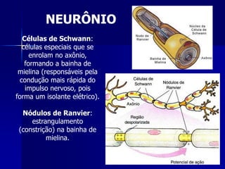 NEURÔNIO
   Células de Schwann:
   células especiais que se
      enrolam no axônio,
    formando a bainha de
 mielina (responsáveis pela
  condução mais rápida do
    impulso nervoso, pois
forma um isolante elétrico).

  Nódulos de Ranvier:
     estrangulamento
 (constrição) na bainha de
          mielina.
 