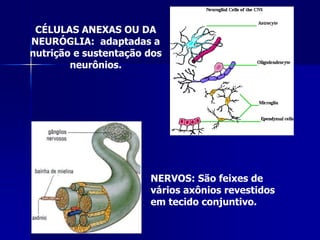 CÉLULAS ANEXAS OU DA
NEURÓGLIA: adaptadas a
nutrição e sustentação dos
        neurônios.




                       NERVOS: São feixes de
                       vários axônios revestidos
                       em tecido conjuntivo.
 