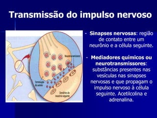 Transmissão do impulso nervoso
               - Sinapses nervosas: região
                     de contato entre um
                 neurônio e a célula seguinte.

                - Mediadores químicos ou
                     neurotransmissores:
                   substâncias presentes nas
                     vesículas nas sinapses
                  nervosas e que propagam o
                    impulso nervoso à célula
                     seguinte. Acetilcolina e
                           adrenalina.
 